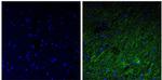 NEFH Antibody in Immunohistochemistry (Paraffin) (IHC (P))