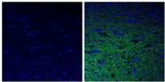 NEFH Antibody in Immunohistochemistry (Paraffin) (IHC (P))