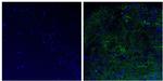 NEFH Antibody in Immunohistochemistry (Paraffin) (IHC (P))