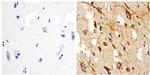 NEFH Antibody in Immunohistochemistry (Paraffin) (IHC (P))