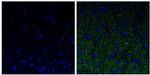 NEFL Antibody in Immunohistochemistry (Paraffin) (IHC (P))