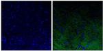 NEFL Antibody in Immunohistochemistry (Paraffin) (IHC (P))