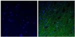 NEFM Antibody in Immunohistochemistry (Paraffin) (IHC (P))