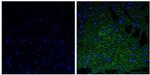 NEFM Antibody in Immunohistochemistry (Paraffin) (IHC (P))