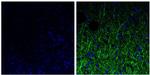 NEFM Antibody in Immunohistochemistry (Paraffin) (IHC (P))