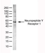 NPY1R Antibody in Western Blot (WB)