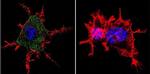 CHRNA1 Antibody in Immunocytochemistry (ICC/IF)