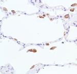 iNOS Antibody in Immunohistochemistry (Paraffin) (IHC (P))