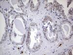 NKX3.1 Antibody in Immunohistochemistry (Paraffin) (IHC (P))