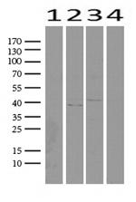 Nkx3.1 Antibody in Western Blot (WB)