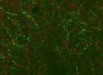 Nociceptin Antibody in Immunocytochemistry (ICC/IF)