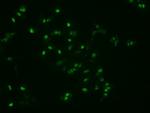 Noggin Antibody in Immunocytochemistry (ICC/IF)