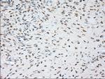 Noggin Antibody in Immunohistochemistry (Paraffin) (IHC (P))