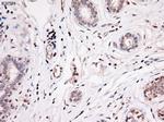 Noggin Antibody in Immunohistochemistry (Paraffin) (IHC (P))