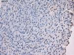 Noggin Antibody in Immunohistochemistry (Paraffin) (IHC (P))