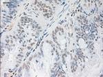 Noggin Antibody in Immunohistochemistry (Paraffin) (IHC (P))