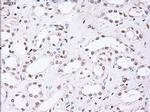 Noggin Antibody in Immunohistochemistry (Paraffin) (IHC (P))