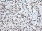 Noggin Antibody in Immunohistochemistry (Paraffin) (IHC (P))