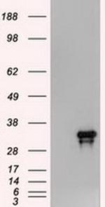 Noggin Antibody in Western Blot (WB)