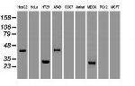 Noggin Antibody in Western Blot (WB)