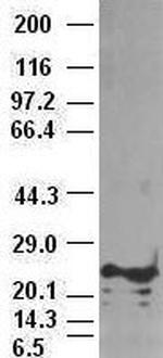 Noggin Antibody in Western Blot (WB)