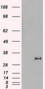 Noggin Antibody in Western Blot (WB)