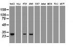 Noggin Antibody in Western Blot (WB)