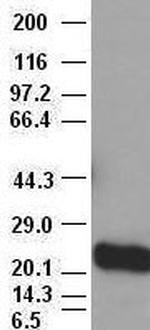 Noggin Antibody in Western Blot (WB)