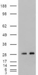 Noggin Antibody in Western Blot (WB)