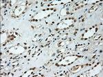 Notch1 Antibody in Immunohistochemistry (Paraffin) (IHC (P))