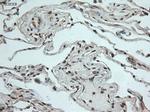 Notch1 Antibody in Immunohistochemistry (Paraffin) (IHC (P))