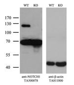 Notch1 Antibody in Western Blot (WB)