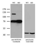 Notch1 Antibody in Western Blot (WB)