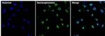 NPM1 Antibody in Immunocytochemistry (ICC/IF)