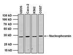 NPM1 Antibody in Western Blot (WB)