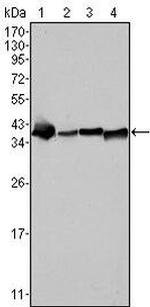 NPM1 Antibody in Western Blot (WB)