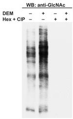 O-linked N-acetylglucosamine (O-GlcNAc) Antibody in Western Blot (WB)