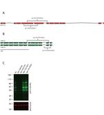 O-linked N-acetylglucosamine (O-GlcNAc) Antibody in Western Blot (WB)