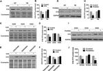 O-linked N-acetylglucosamine (O-GlcNAc) Antibody in Western Blot (WB)