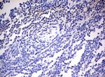 OAS2 Antibody in Immunohistochemistry (Paraffin) (IHC (P))