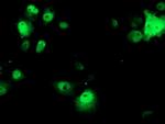 OBFC1 Antibody in Immunocytochemistry (ICC/IF)