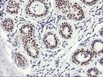 OBFC2B Antibody in Immunohistochemistry (Paraffin) (IHC (P))