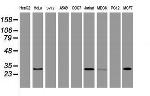 OBFC2B Antibody in Western Blot (WB)