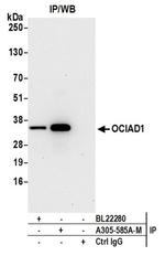 OCIAD1 Antibody in Immunoprecipitation (IP)