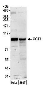 OCT1 Antibody in Western Blot (WB)