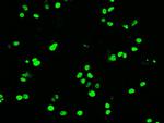 OCT4 Antibody in Immunocytochemistry (ICC/IF)