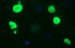 OCT4 Antibody in Immunocytochemistry (ICC/IF)