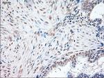 OCT4 Antibody in Immunohistochemistry (Paraffin) (IHC (P))