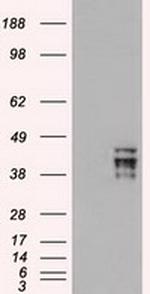 OCT4 Antibody in Western Blot (WB)