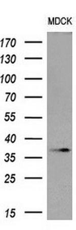 OCT4 Antibody in Western Blot (WB)